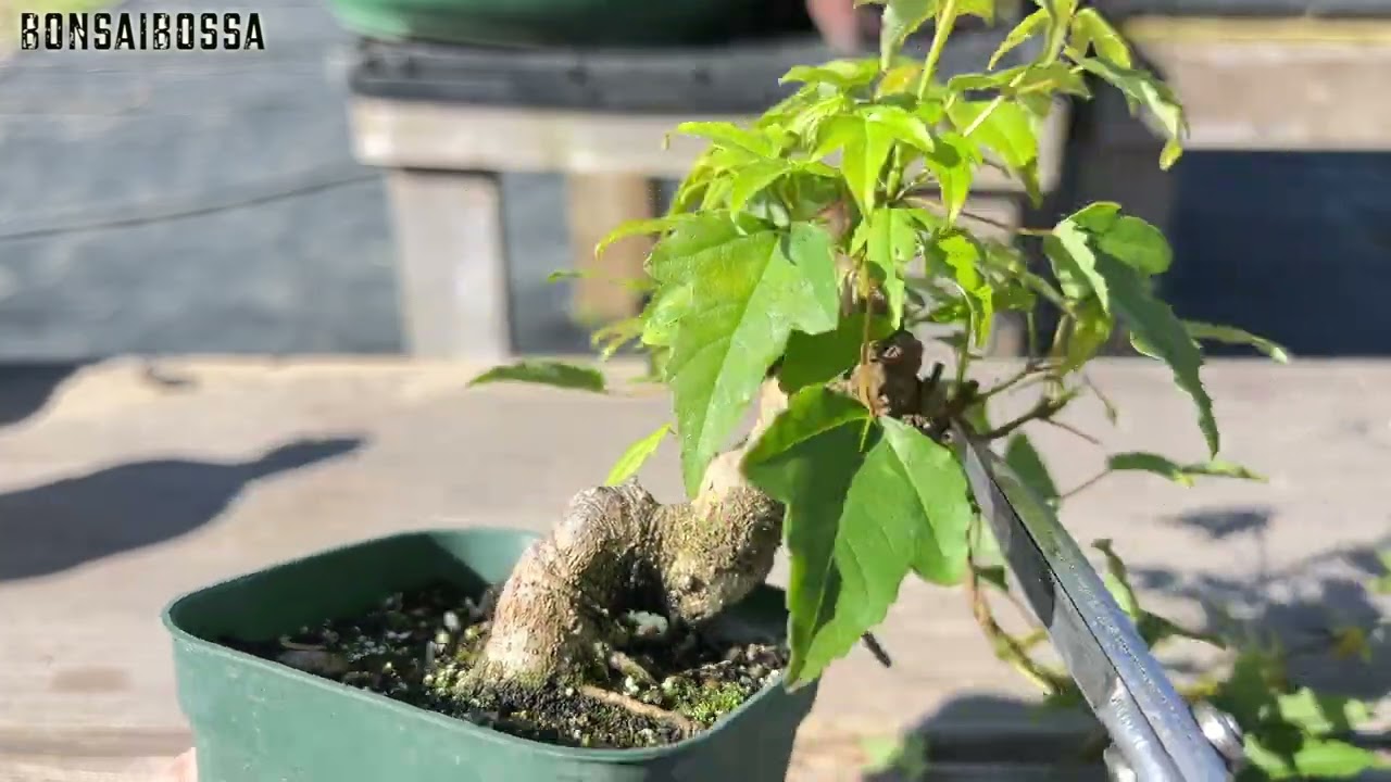 Wow, it's growing way too fast! [KED] #bonsai - YouTube