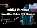 Rna vaccines mrna vaccine  basis of pfizer and moderna covid19 vaccines animation