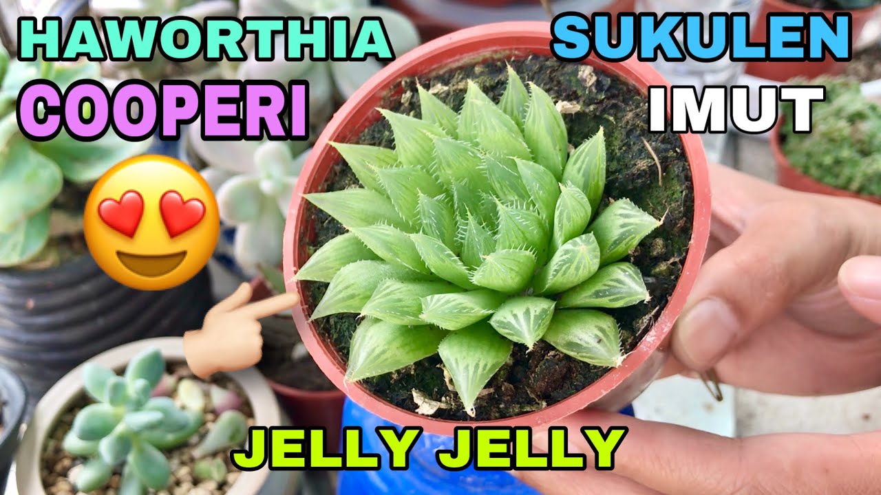 #Sukulen unik #haworthia cooperi | cara #merawat sukulen 4K