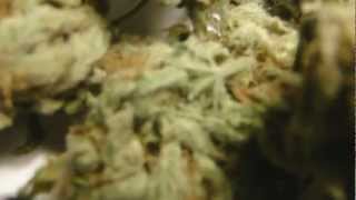 Indica or Sativa Nugs?