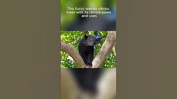 Binturong   Popcorn Smelling Bearcat
