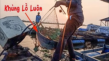 Run tay kéo cá tra khủng lồ Sông tiền - Cùng cha đi câu cá tra, cá chép, cá trê T 329