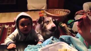 Dog Says 'Mama' When Baby Can't, All For A Bite of Food Video