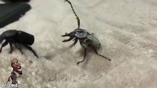 This bug fight is very funny.. I am Dulo funny voice overs.