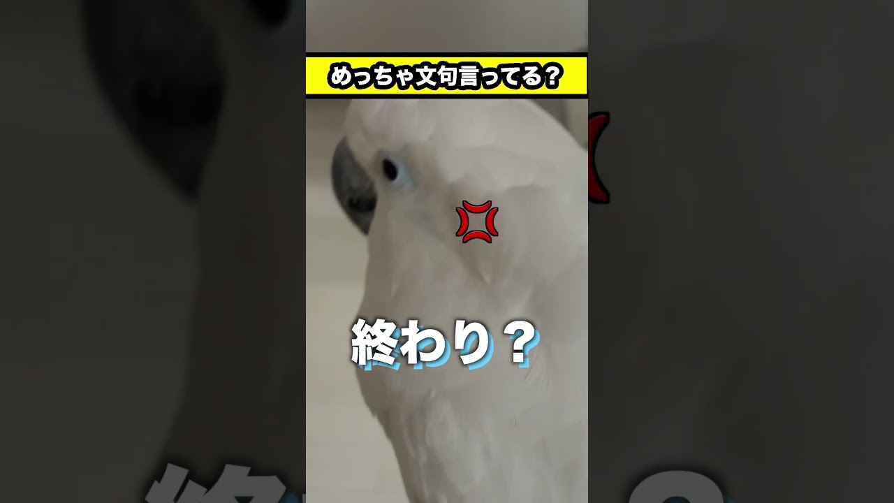 今日の会話が妙に文句っぽいゆきまる氏 #shorts