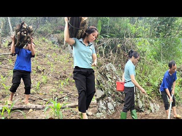 Collecting firewood and gardening to plant beans and sugarcane, La Minh Thanh built a new life. class=
