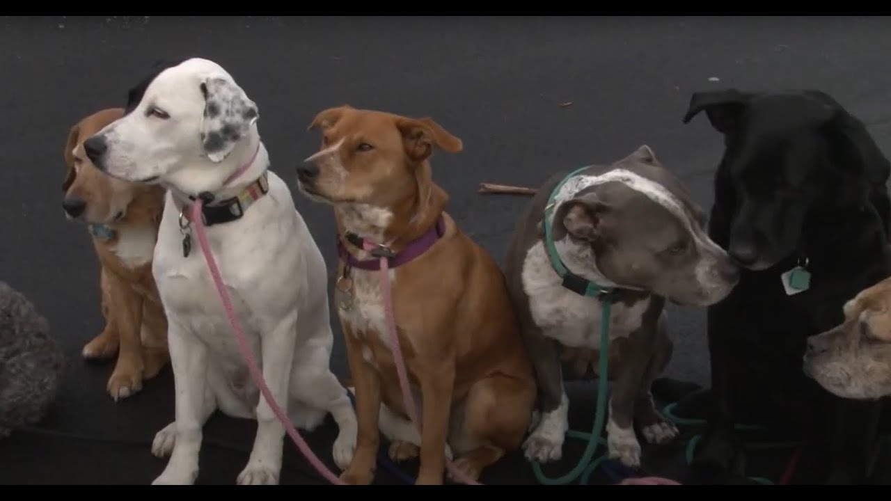 716 Dog Pack YouTube