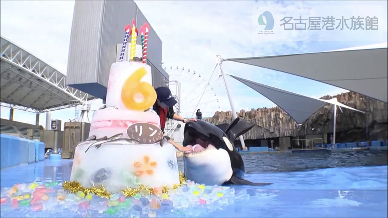 名古屋港水族館 シャチのリン6歳の誕生日 Youtube