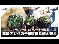 あの高級アガベの子株収穫と植え替え in 真冬。|フィリグリー/ジャガーノート/姫厳竜|オテロイ/チタノタ
