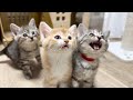 おやつのおかわりを催促する子猫 かぐ告兄妹日記 25 Kittens Begging For More Treats おやつのおかわりを催促する子猫 かぐ告兄妹日記 25 Kittens Begging For More Treats
