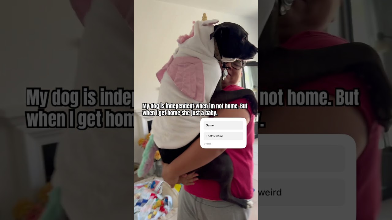 My dog is independent 