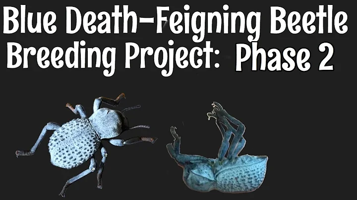 Blue Death-Feigning Beetle Breeding Project: Phase 2 - DayDayNews