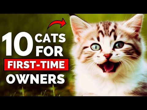 Video: 7 migliori razze per proprietari di gatti per la prima volta