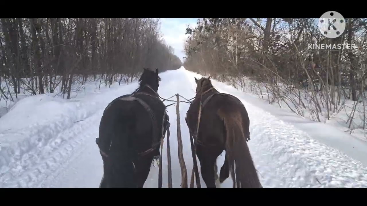 Звідки беруться натуристі коні??? Мої коні натуристими не будуть при любій роботі в моїх руках ;)?