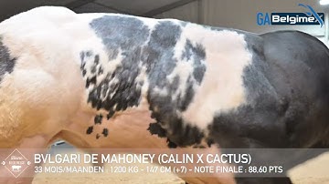 BVLGARI de Mahoney 11/2025