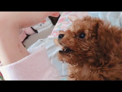 トイプードル 子犬 鳴き声 Youtube