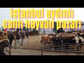 İstanbul aydınlı canlı hayvan pazarı     08.01.2021      #hayvanpazarı# #simental# #kurbanlıkdana#