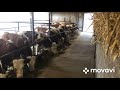 Feeding bulls on a small farm