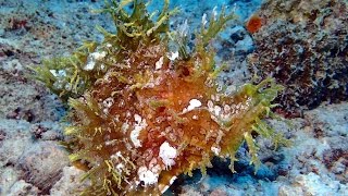 DIVING ZANZIBAR AUG 2015 4K