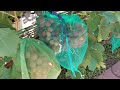 Tafeltrauben, Zwischenergebnis Ernte 2.8.2022, 01791071217 WhatsApp