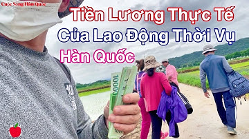 Tiền Lương Thực Tế Của Lao Động Thời Vụ Ở Hàn Quốc | Sinh Vlog - Cuộc Sống Hàn Quốc