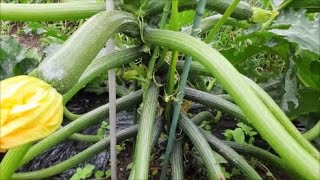 白杉、台杉『特大❗️』引き取り又は近畿地方限定配達&植込み可能。 The Best Way to Stake Zucchini: A 4-Stem Setup! - YouTube