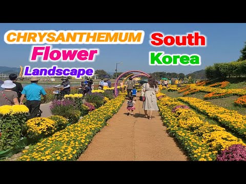 Video: Chrysanthemum Koreaans
