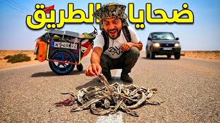 عشرات الأفاعي تموت يوميا في طريق الصحراء 🫨 اليوم 228 من رحلة عبر المغرب مشيا على الأقدام 🇲🇦 🚶