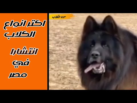 اشهر أنواع كلاب في مصر الكلاب الاكثر انتشارا في مصر