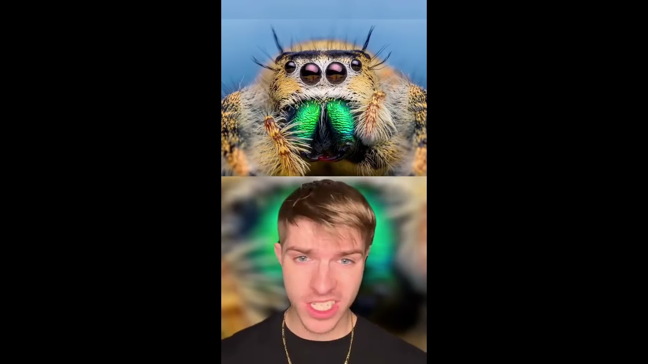 HOW ANIMALS SEE THE WORLD PART 2 Shorts