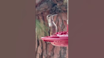 Hummingbird: Watch These Incredible Nectar Feeding Highlights