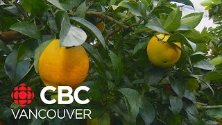 Meet B.C.'s tropical fruit growers