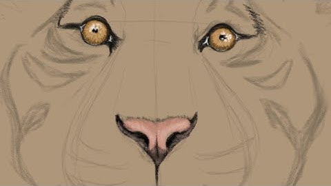 How to draw a tiger, part 1 eyes, nose. Autodesk Sketchbook lessons.