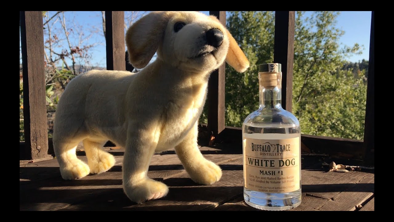 Who let the White Dog out?