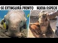 ANIMALES EN PELIGRO DE EXTINCIÓN QUE PRONTO SERÁN REEMPLAZADOS