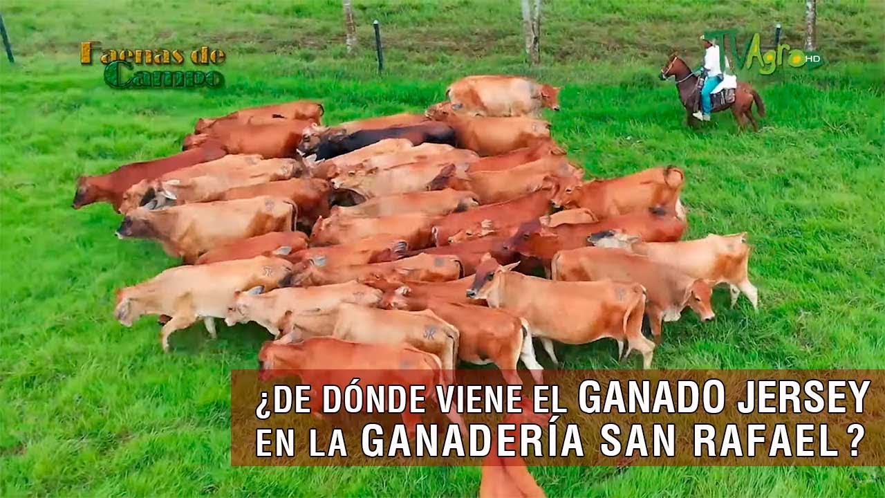 De dónde viene el ganado Jersey en la ganadería San Rafael TvAgro por