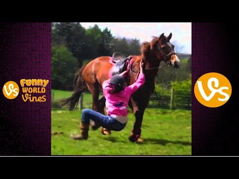 funny-horses---cute-ponies---funny-horse-videos---mini-horse-compilation
