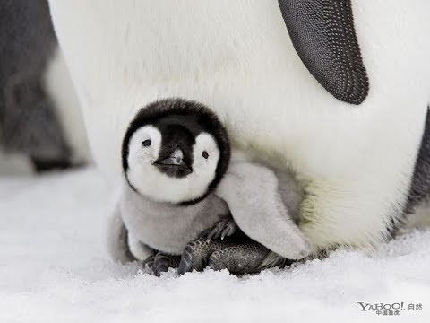 Video: ¿Los pingüinos tienen orejas?