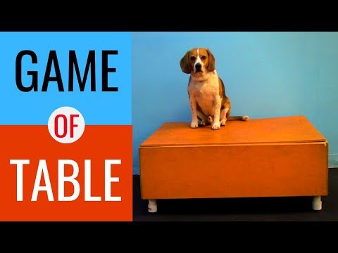 Video: 5 Game Merangsang Mental & Fisik untuk Bermain dengan Anjing Anda