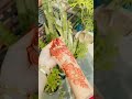 heena mehndi design 🍂🌹 #mehndishort #heenamehndi #shortvideo
