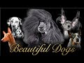 思わず一目惚れする 美しい犬種 7選【Part2】