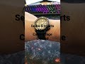 Seiko 5 sports automatic camouflage limited edition