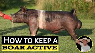 How to TAKE CARE of a BOAR and keep it ACTIVE for a successful MATING by AniBusiness 995 views 6 months ago 17 minutes