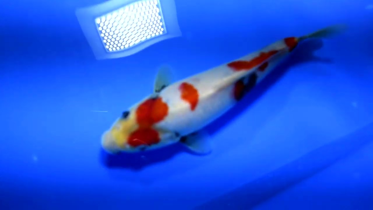 第5回ライブ鯉カップ Part II】260215-061の出品鯉のご紹介！！ - YouTube