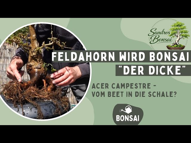 Alter Feldahorn wird Bonsai  Ausgraben & erste Schale - YouTube
