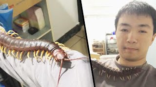 Thai woman dies after bite from centipede - Page 3 - Bangkok News -  Thailand News, Travel & Forum - ASEAN NOW