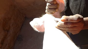 How you give piglets iron & vitamin dosage (intramuscular method)