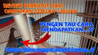 Download Perkutut Katuranggan Sriwiti Dari Ombyokan //review Video MP3 Perkutut Katuranggan Sriwiti Dari Ombyokan //review
