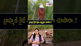 బ్రాహ్మణి కైట్ పక్షిని ఎప్పుడైనా చూసారా...? | #brahminykite #wildanimals #wildlife #birds
