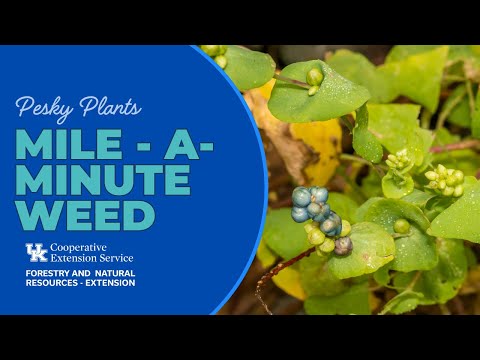 ვიდეო: Mile-A-Minute Weed Control: რჩევები Mile-A-Minute Weed-ისგან თავის დაღწევისთვის